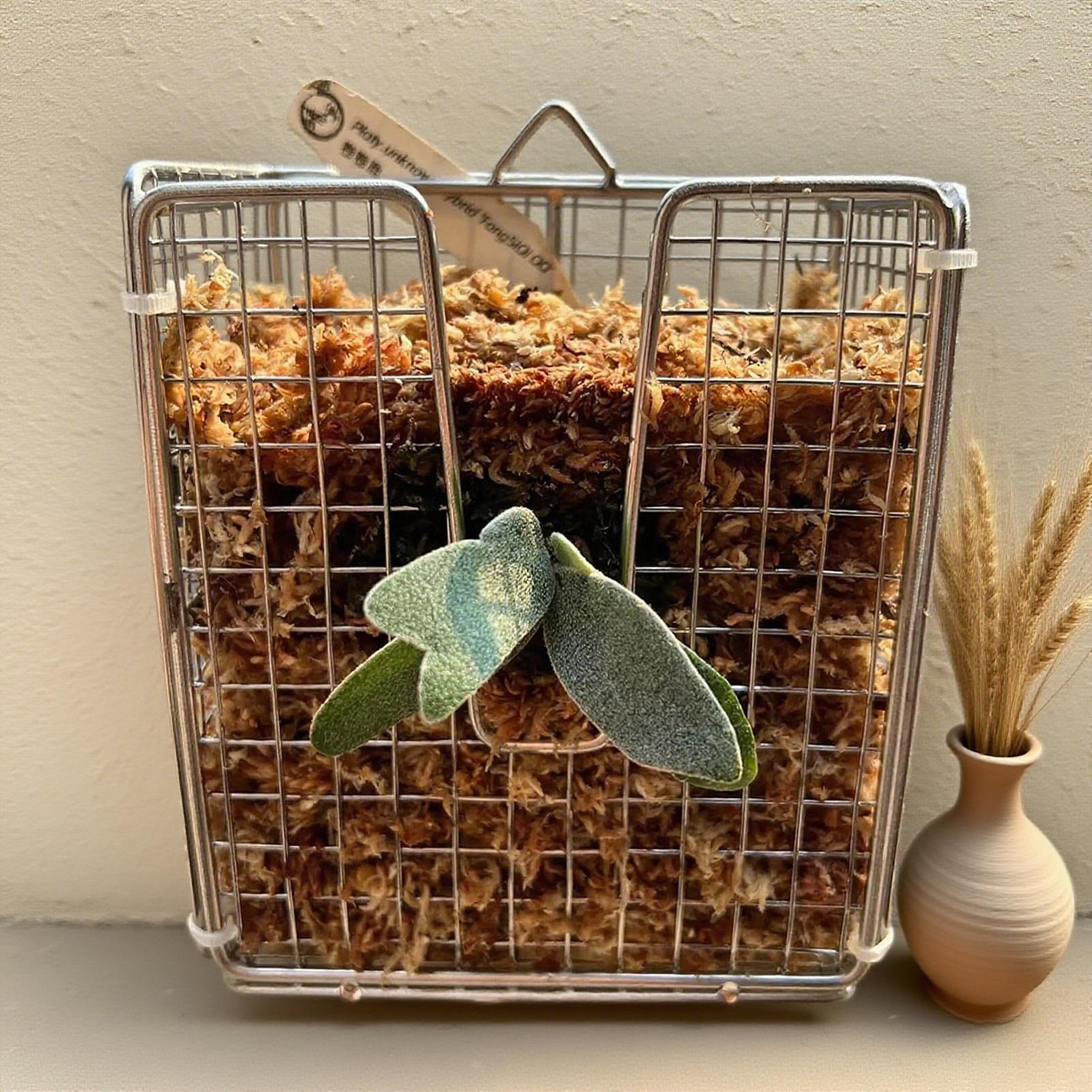Staghorn Fern Mounting Kit sta - đánh giá và giá Hanging Planter Basket