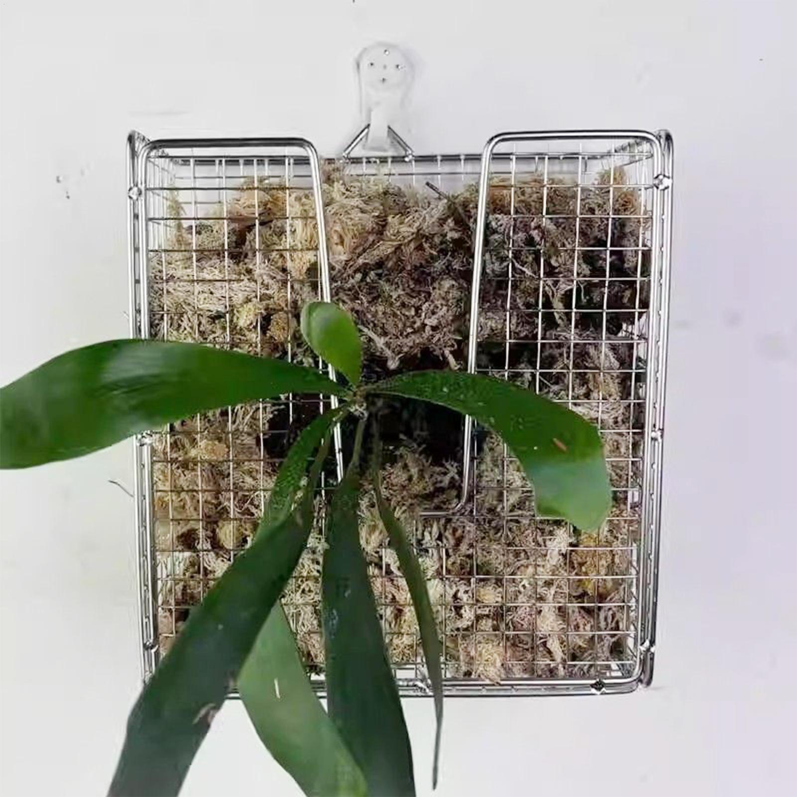 Staghorn Fern Mounting Kit sta - đánh giá và giá Hanging Planter Basket