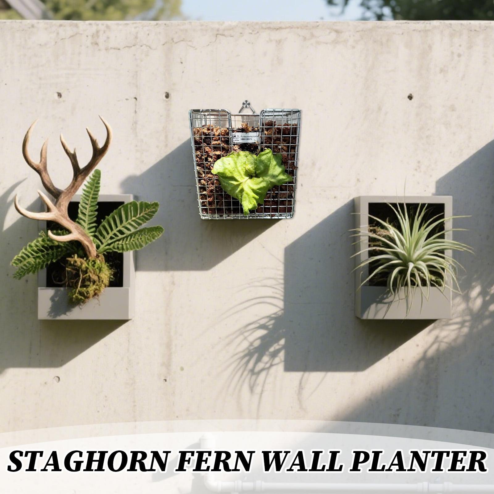 Staghorn Fern Mounting Kit sta - đánh giá và giá Hanging Planter Basket