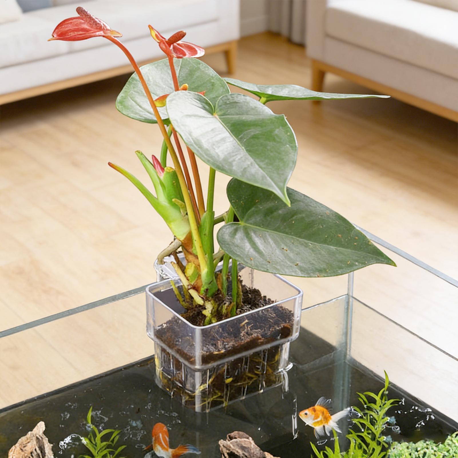 Aquarium Plant Basket Transpar - đánh giá và giá Hanging Planter Basket