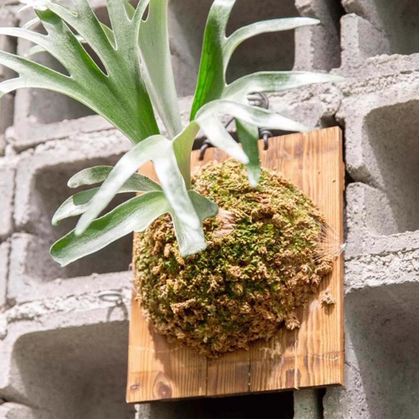 1Pcs Indoor Wood Staghorn Fern - đánh giá và giá Vertical Wall Planter