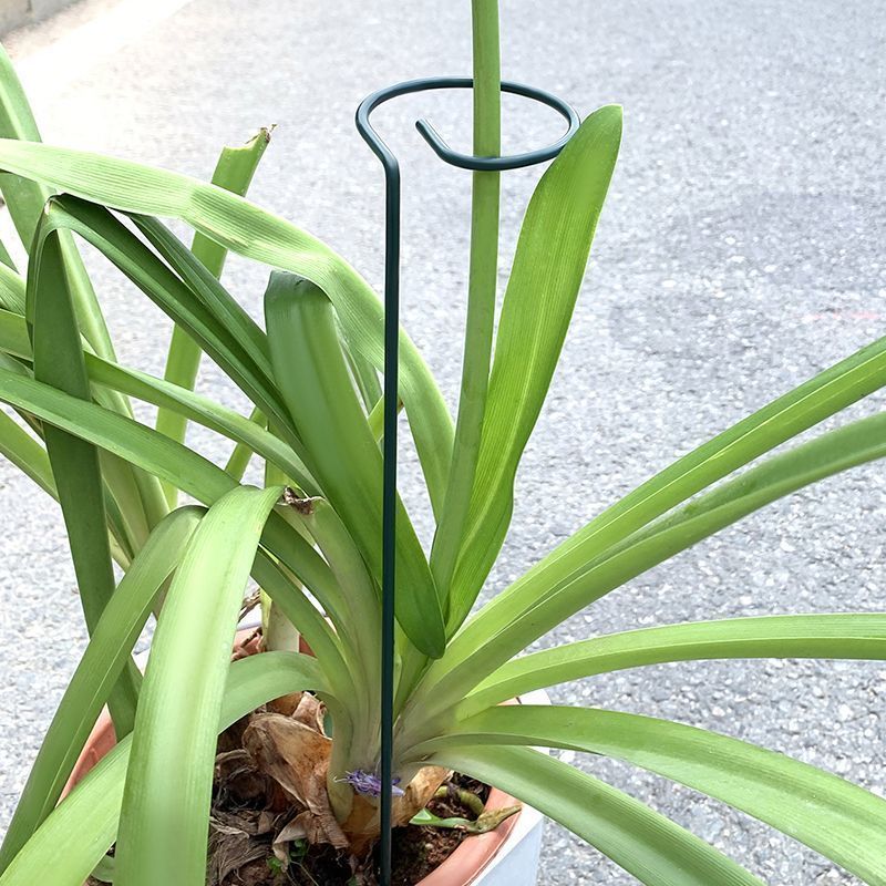 1-10pcs Metal Single Stem Plan - đánh giá và giá Gardening Tools Vegetables