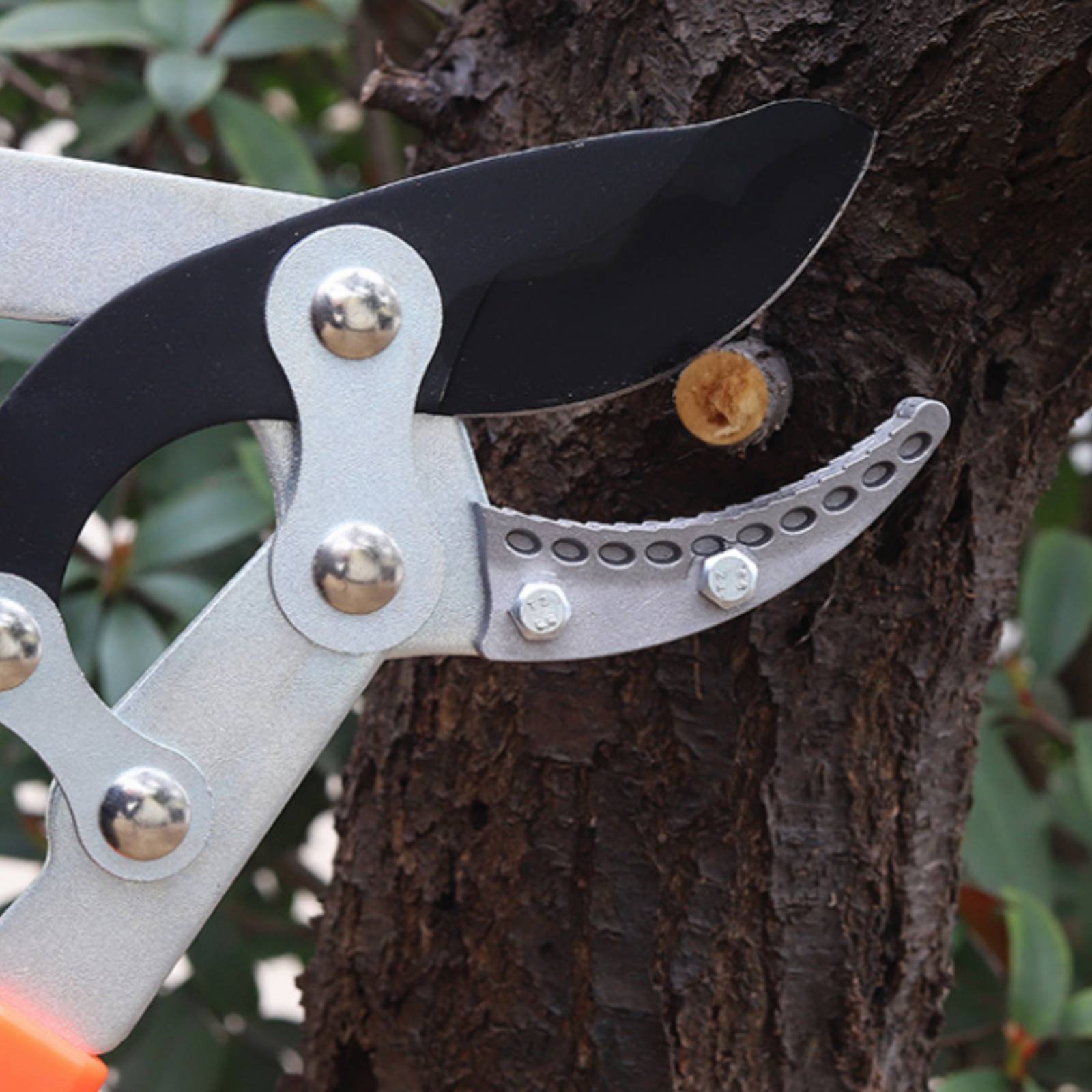 Telescopic Branch Pruners Shar - đánh giá và giá Gardening Tools